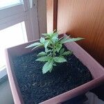 Cannabis sativa Leaf