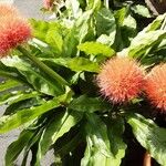Scadoxus multiflorus Άλλα