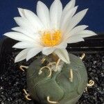 Turbinicarpus schmiedickeanus Квітка