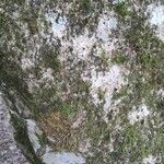Acer cissifolium Casca