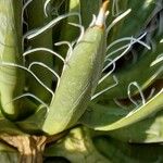 Agave toumeyana Leaf