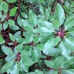 Arbutus xalapensis Leaf