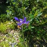 Iris xiphium Virág