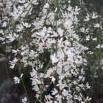 Retama raetam Fleur
