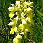Orchis pallens 花