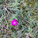 Dianthus deltoidesFlors