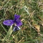 Iris planifolia Flower
