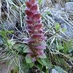 Ajuga pyramidalis Habit