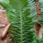 Blechnum spicant Blad