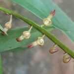 Bulbophyllum resupinatum Flor