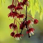Acer japonicum Λουλούδι