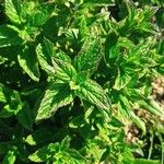 Mentha spicata Leaf