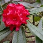 Rhododendron barbatum Flor