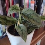 Philodendron brandtianum Leht