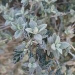 Teucrium fruticansЛіст