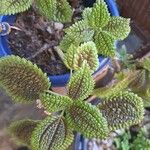 Pilea involucrata Ліст