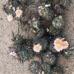 Tephrocactus alexanderi Hábito