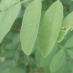 Amorpha fruticosa Leaf