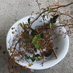 Davilla nitida Meyve