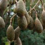 Cedrela odorata Frucht