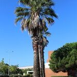 Washingtonia filifera Агульны выгляд