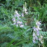 Vicia sylvatica Fleur