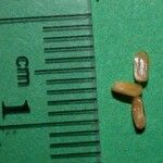 Coussapoa villosa Annet