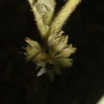 Solanum candidum 花