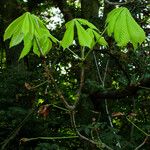 Aesculus turbinata Yeri