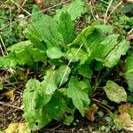 Rumex × acutus Habit