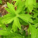 Anemone canadensis Leaf