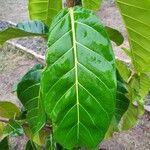 Ficus lutea Folha