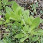 Plantago rhodosperma Hábito