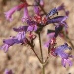 Penstemon laetus Flor