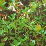 Linnaea borealis Hábitos