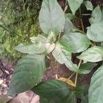 Pseuderanthemum cuspidatum Leaf