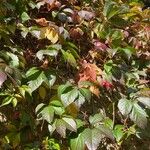 Parthenocissus quinquefolia आदत