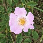 Rosa canina Flower