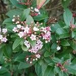 Viburnum tinus Fiore