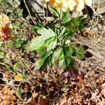 Chrysanthemum × morifolium Foglia