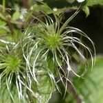 Clematis mauritiana Fruit