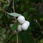 Symphoricarpos albusGyümölcs