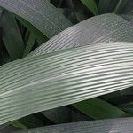 Setaria palmifolia Blatt