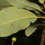 Persea povedae List