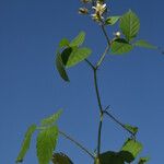 Rubus scaberVekstform