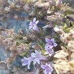 Campanula andrewsii Flower