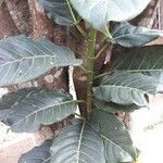 Ficus callosa Blatt