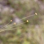 Syngonanthus wahlbergii Flower