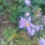 Solanum seaforthianum 花