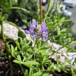 Lupinus texensis Ліст